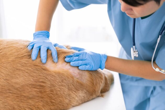 Diagnosi E Terapia Della Dermatite Atopica Nel Cane