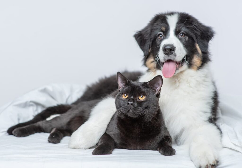 Sterilizzare Cane O Gatto Modifica Il Loro Comportamento