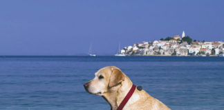 viareggio cani Cane in spiaggia