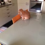 Coniglio in cucina sul tavolo