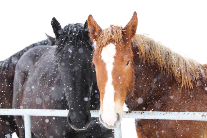 cavalli neve ucraina