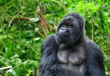 gorilla nella foresta pluviale