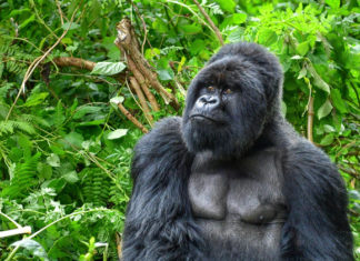 gorilla nella foresta pluviale