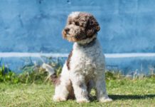 lagotto