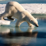 orso polare che entra in acqua