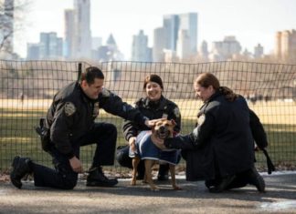 polizia di new york salva un cane