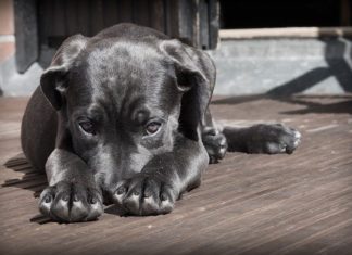 tumori nel cane e nel gatto