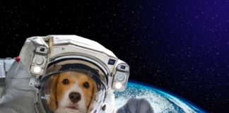 animali astronauti