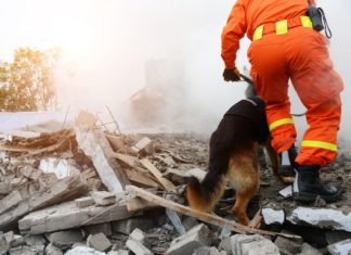 gli animali prevedono i terremoti