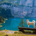 passeggiata in montagna con il cane