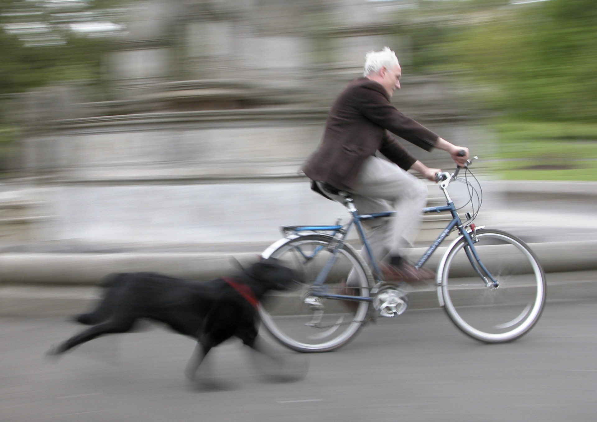condurre cane al guinzaglio in bicicletta