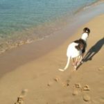 al mare con il cane-5