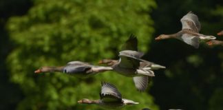 stormi di uccelli