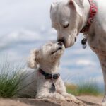 cani più popolari su instagram