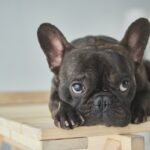 cani più popolari su instagram French Bulldog