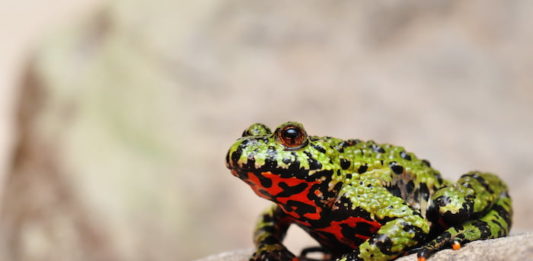 bombina orientalis