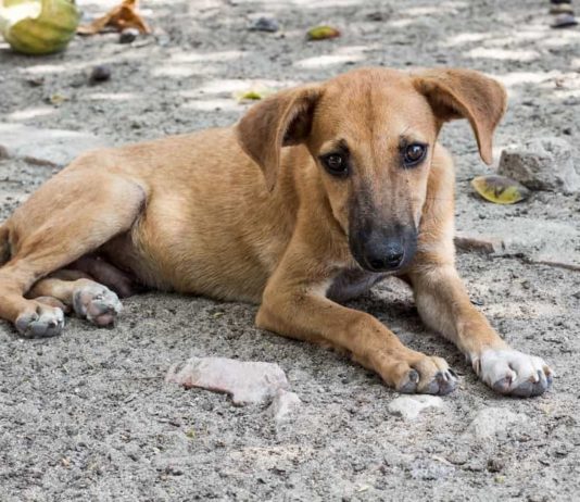 alimentare i cani randagi