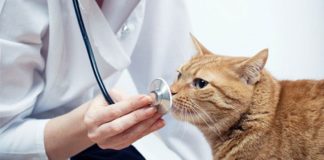 medico veterinario