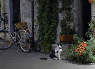 pensione per gatti