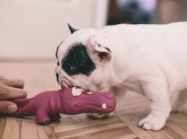 il cane morde durante il gioco