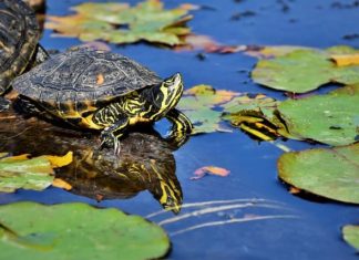 letargo delle tartarughe acquatiche