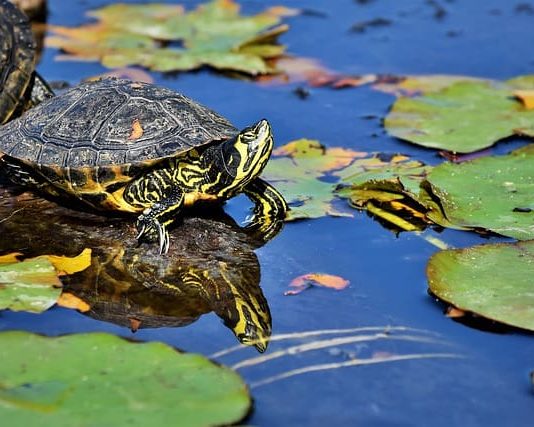 letargo delle tartarughe acquatiche