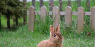 fibra nell'alimentazione del coniglio