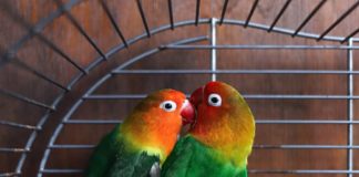 dieta dei pappagalli inseparabili