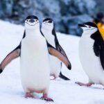 colonie-di-pinguini