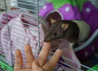 ratto e neoplasie