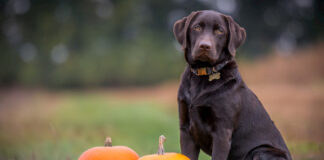 halloween-quattro-zampe