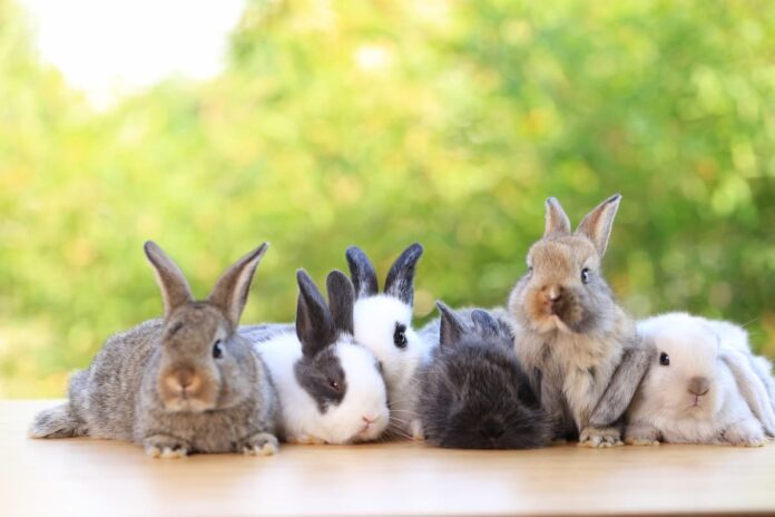 accoppiamento del coniglio