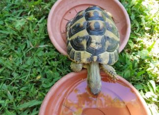 La tartaruga Celestina, 20 cm di bellezza