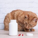 farmaci umani per animali gatto