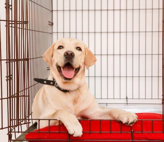 kennel per educare il cane