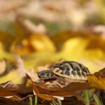 letargo delle tartarughe cosa fare autunno