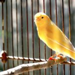 longevità degli uccelli canarino
