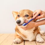 patologie dentali nei cani spazzolare
