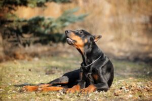 tumori prostatici nel cane doberman