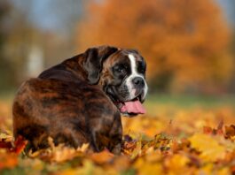 tumori testicolari nel cane Boxer