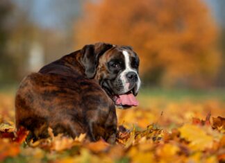 tumori testicolari nel cane Boxer