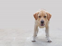 tumori testicolari nel cane Labrador epilessia
