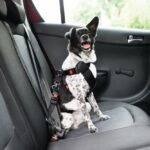 cane nell’auto a noleggio cintura