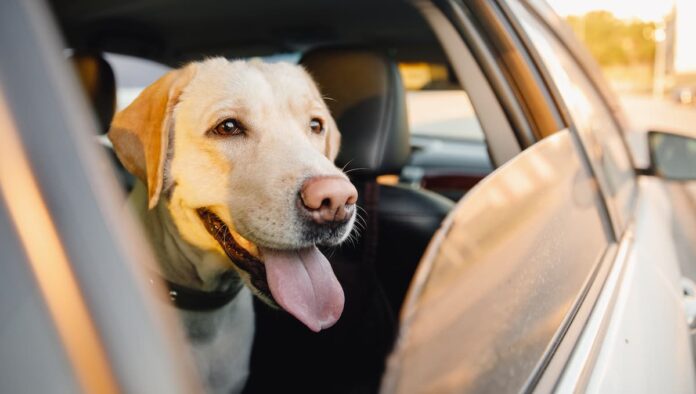 cane nell’auto a noleggio si viaggiare