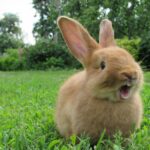 denti del coniglio prato