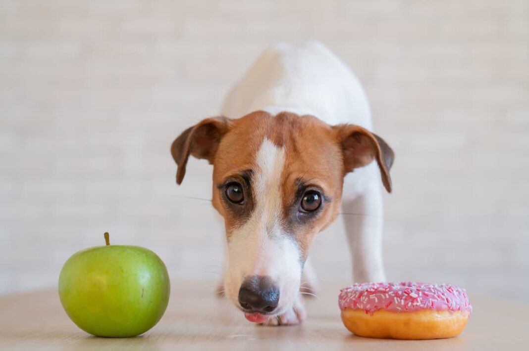 Il Diabete Mellito Nel Cane E Nel Gatto