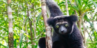 lemuri del Madagascar