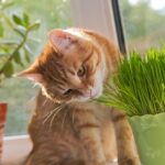 odori sente il gatto erba gatta