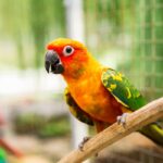proventricolite infettiva dei pappagalli