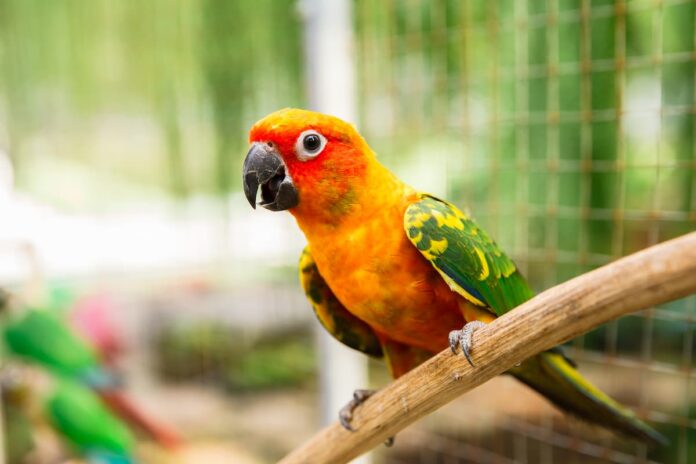 proventricolite infettiva dei pappagalli